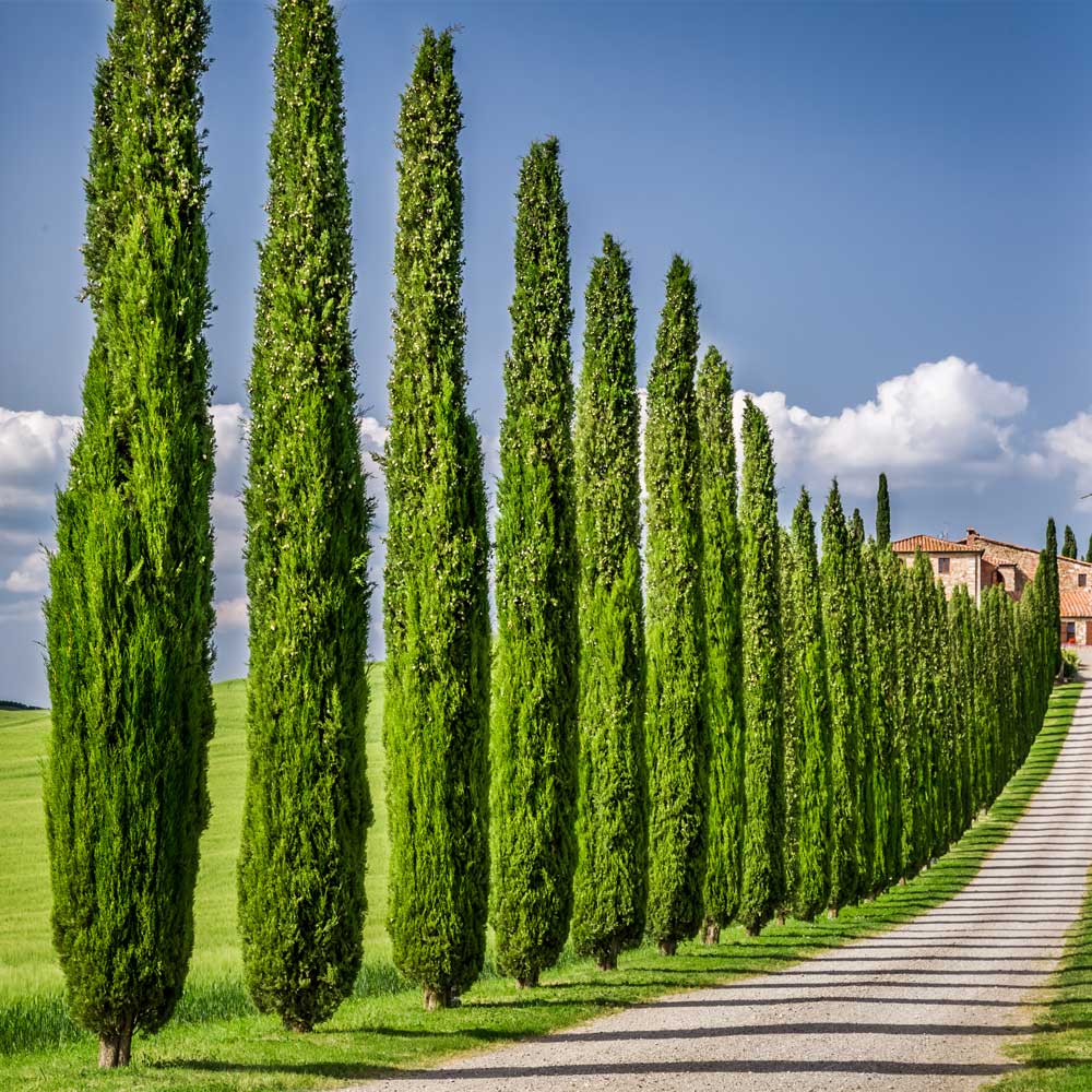 Italian Cypress California
