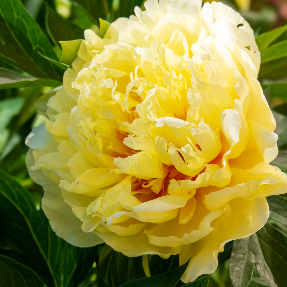 Bartzella Peony