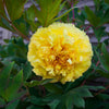 Bartzella Peony