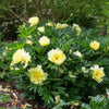 Bartzella Peony