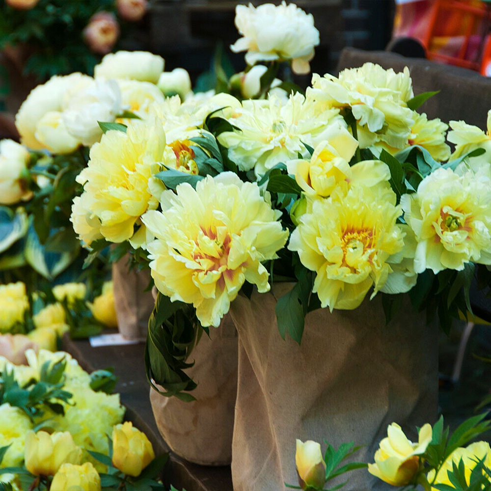 Bartzella Peony