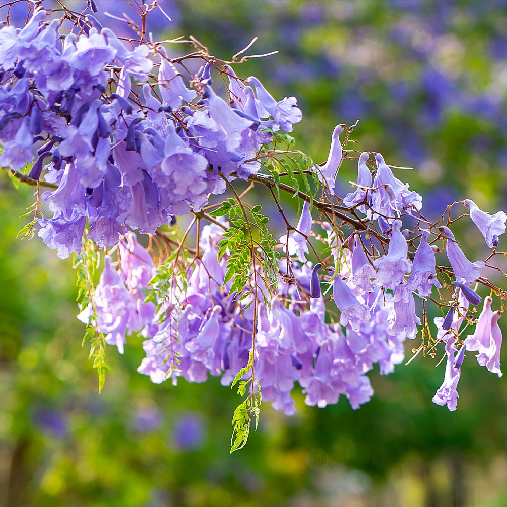 Jacaranda Tree Arizona