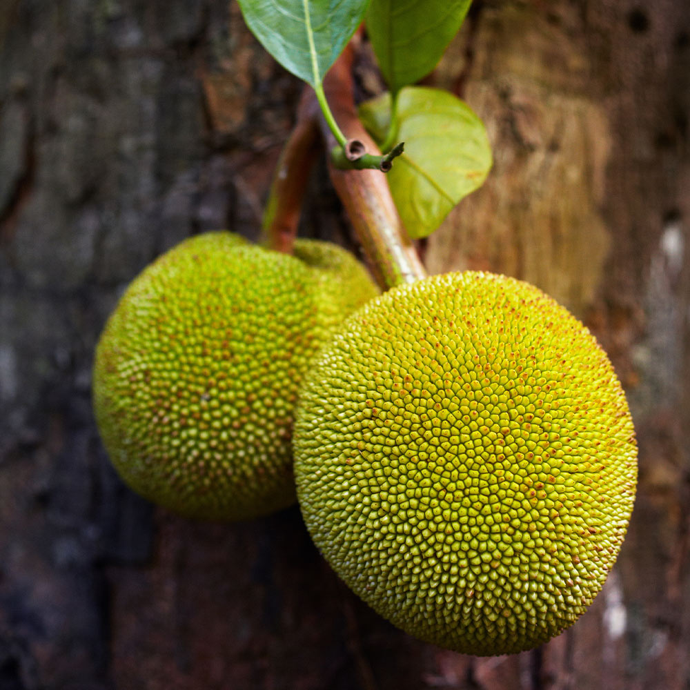 Jackfruit Tree