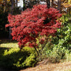 Red Japanese Maple Tree