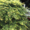 Waterfall Japanese Maple Tree