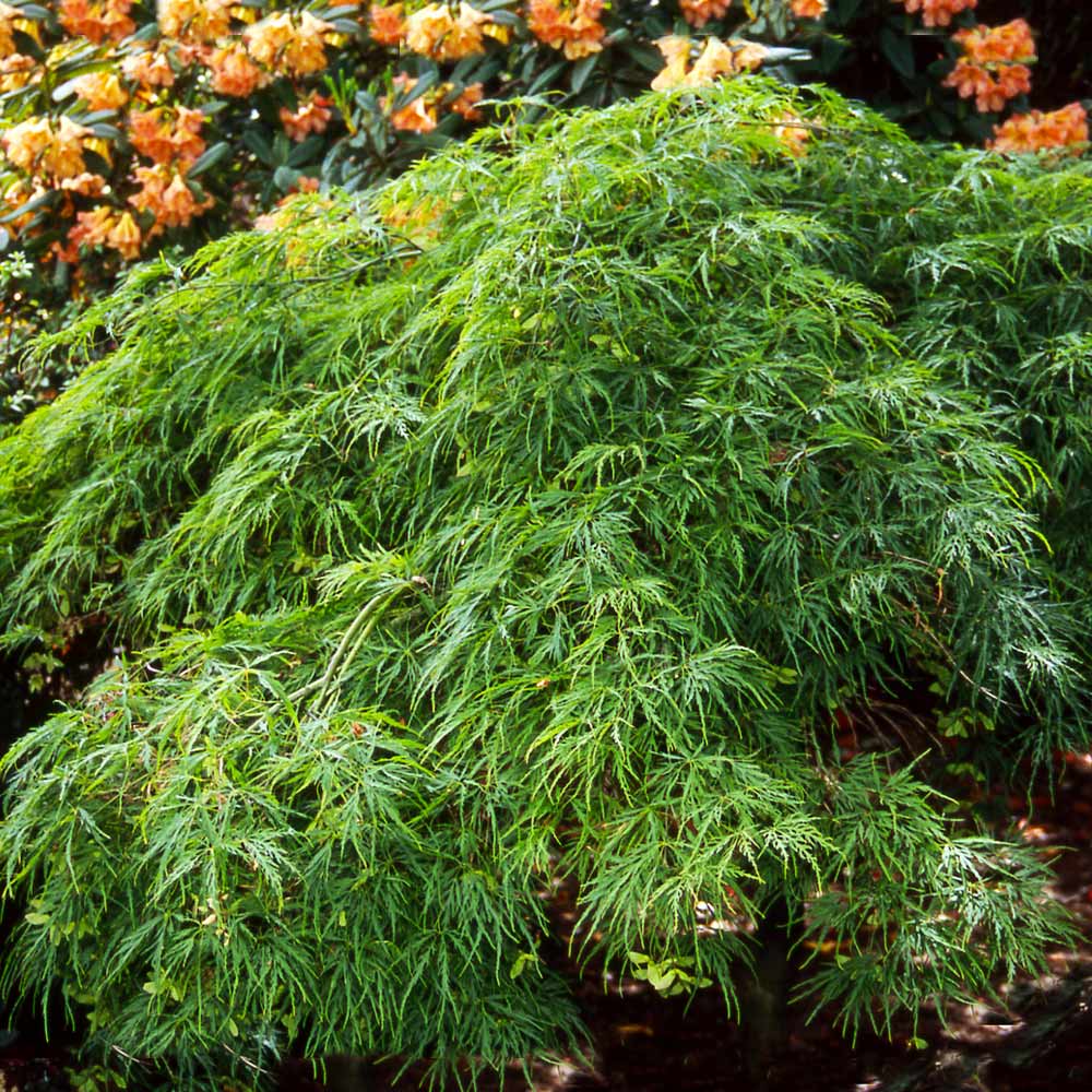Waterfall Japanese Maple Tree