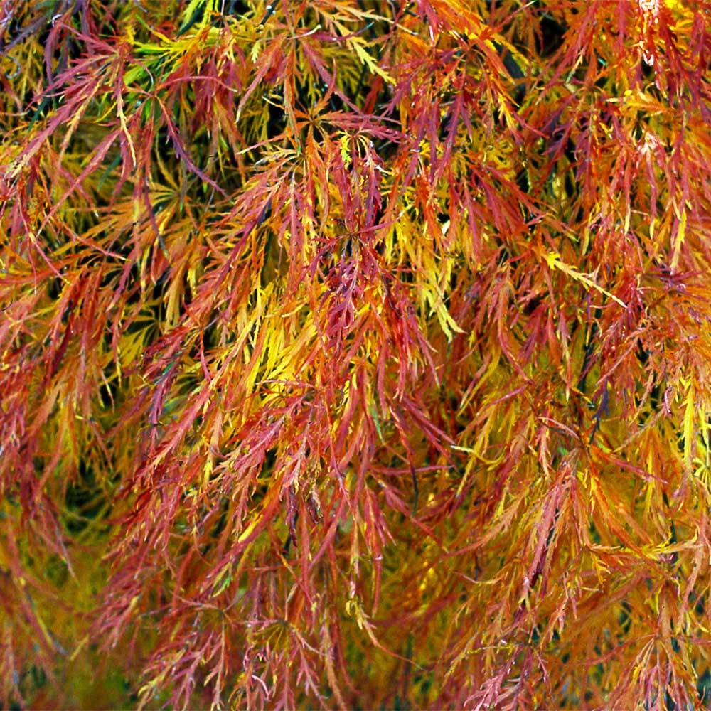 Waterfall Japanese Maple Tree