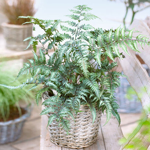 Japanese Painted Fern