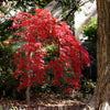 Red Select Japanese Maple Tree