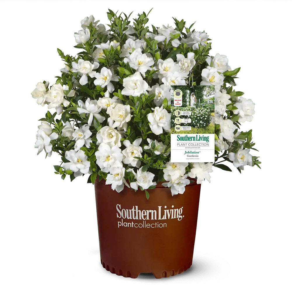 Southern Living® Jubilation Gardenia Shrub