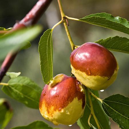 Jujube Tree