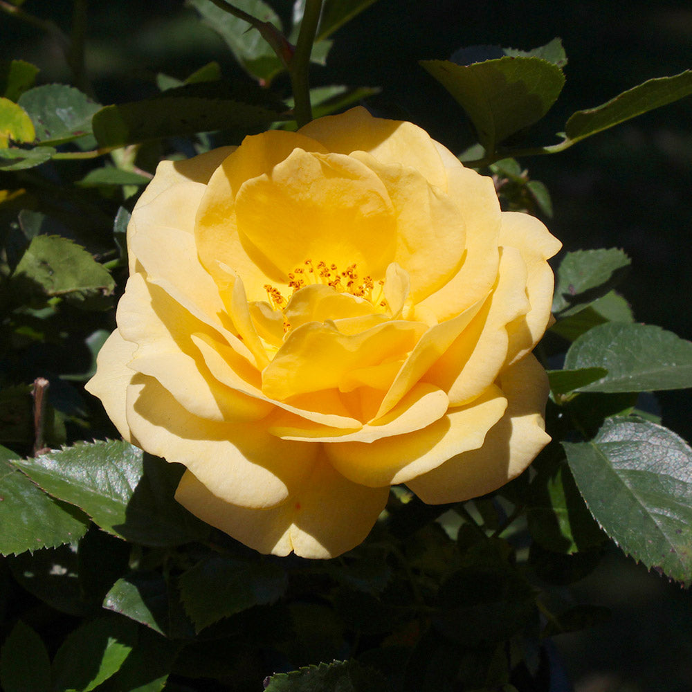Julia Child Rose Tree