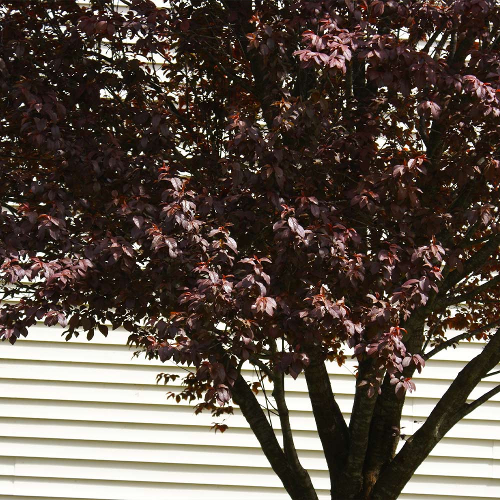 KV' Flowering Plum Tree
