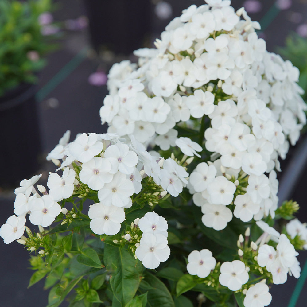 Super Ka-Pow™ White Phlox
