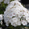 Super Ka-Pow™ White Phlox
