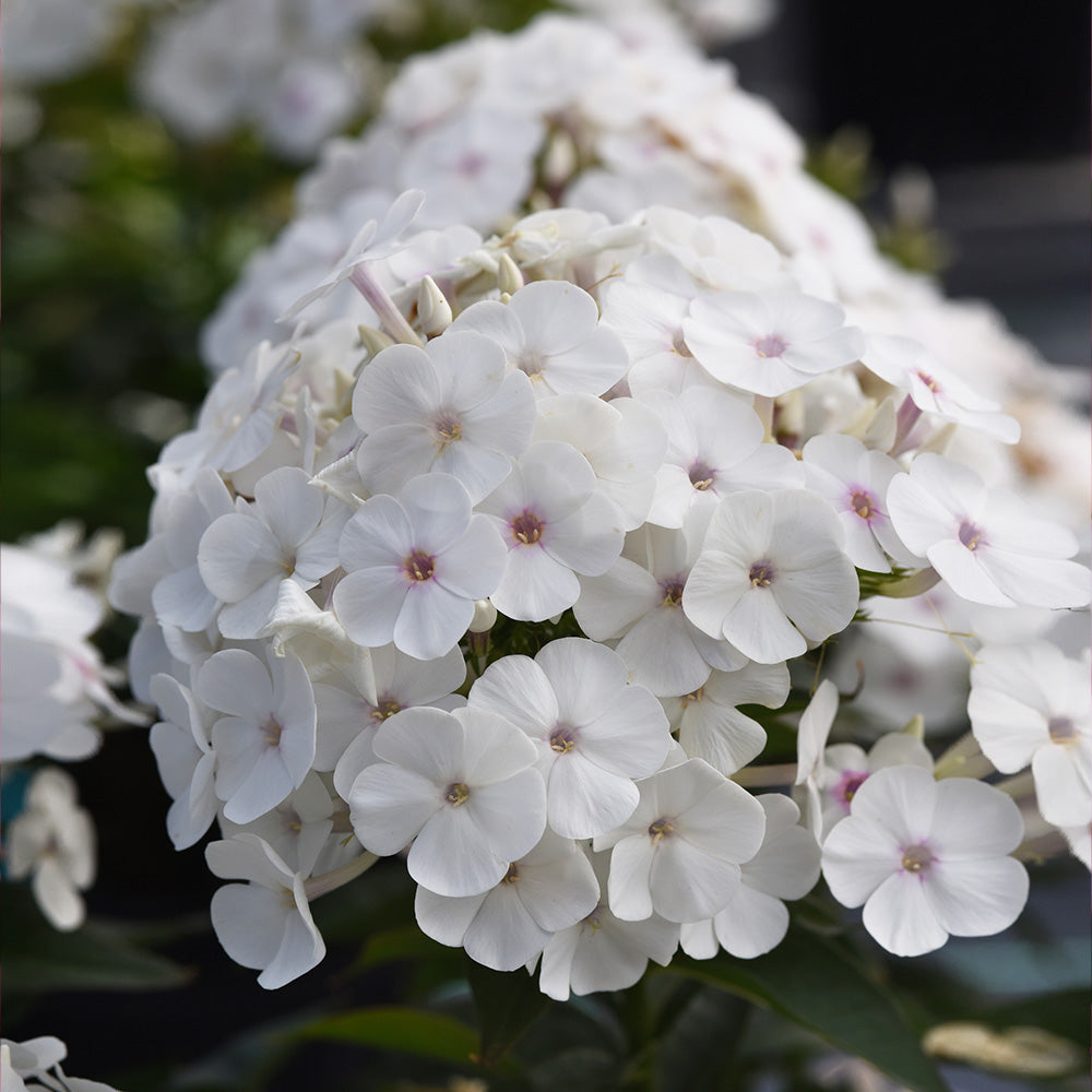 Super Ka-Pow™ White Phlox