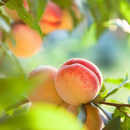 Kader Peach Tree