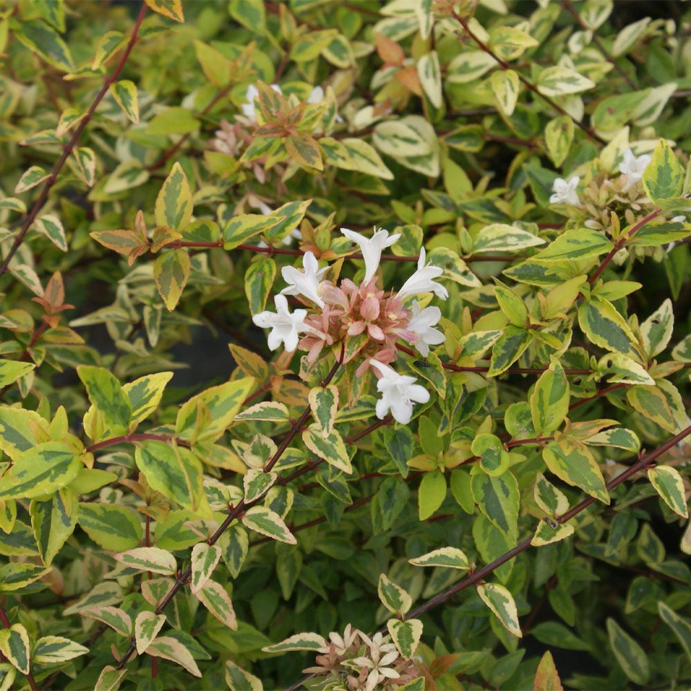 Kaleidoscope Abelia Shrub