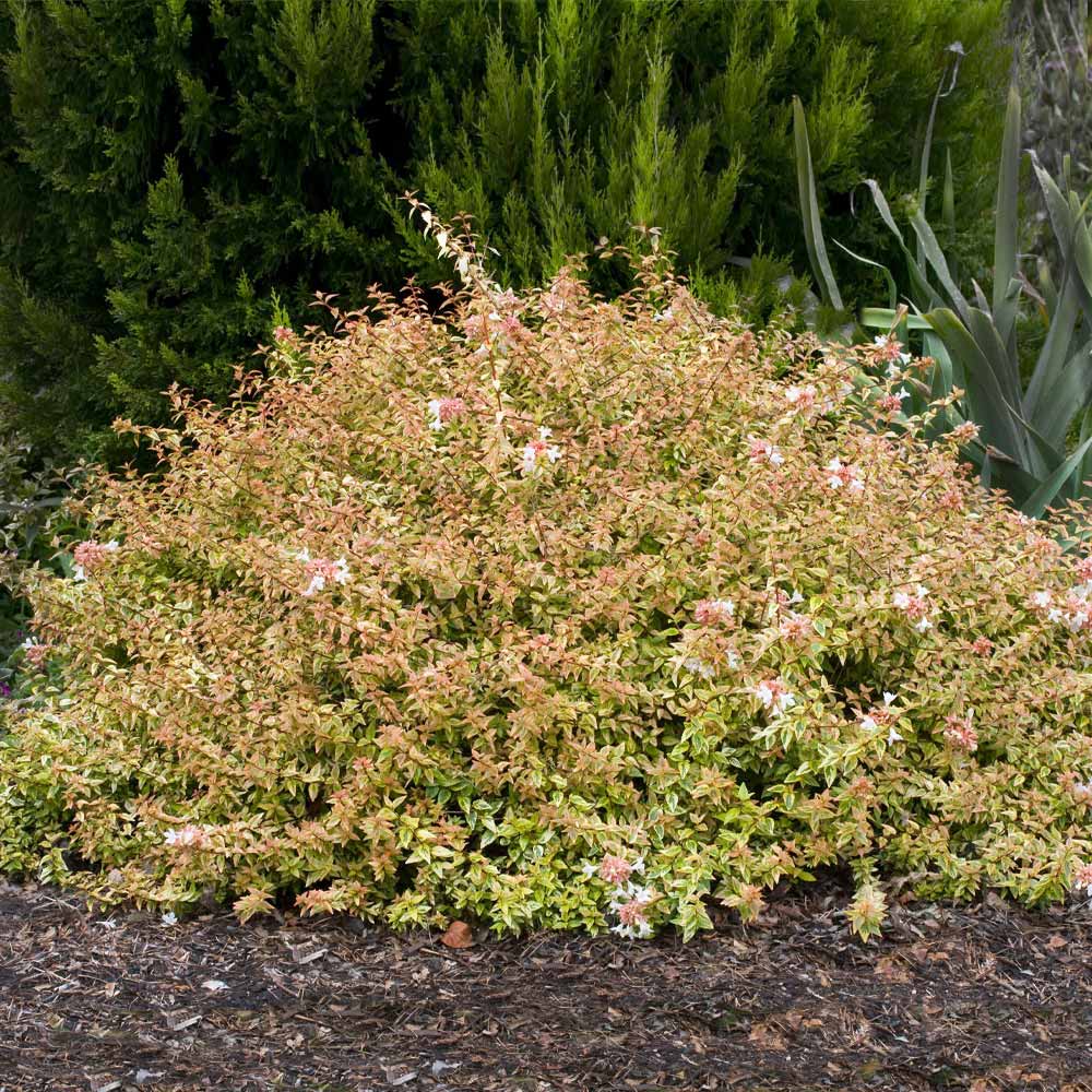 Southern Living® Kaleidoscope Abelia Shrub