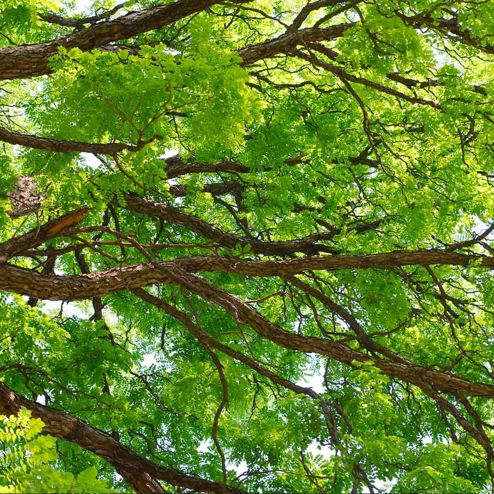 Kentucky Coffeetree