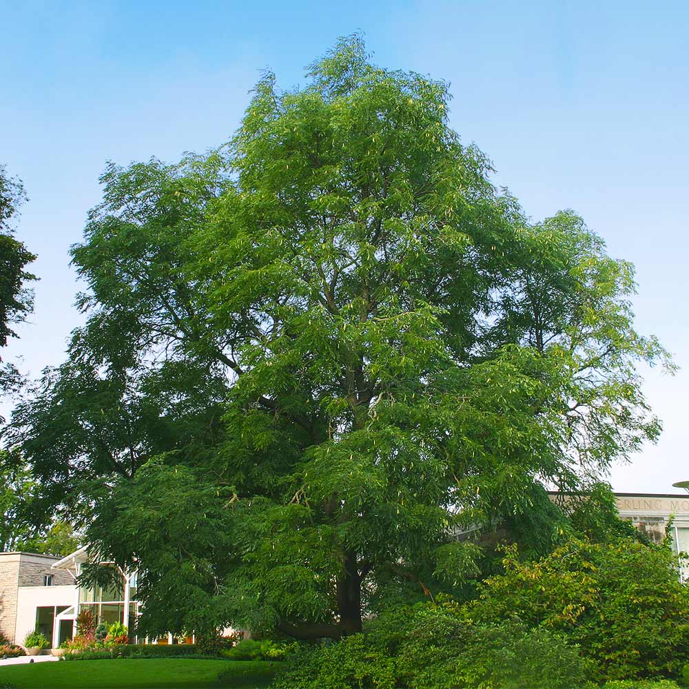 Kentucky Coffeetree
