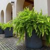 Kimberly Queen Fern