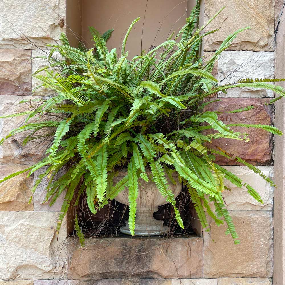 Kimberly Queen Fern