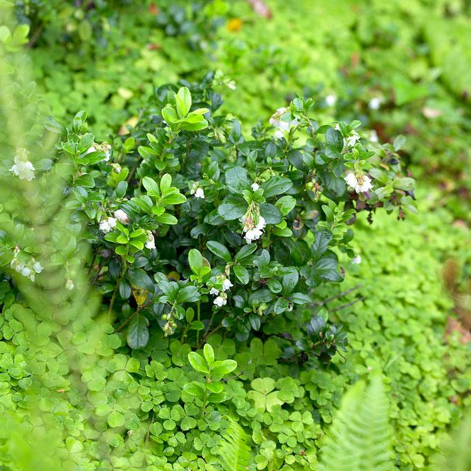 Kinnikinnick Emerald Carpet Shrub