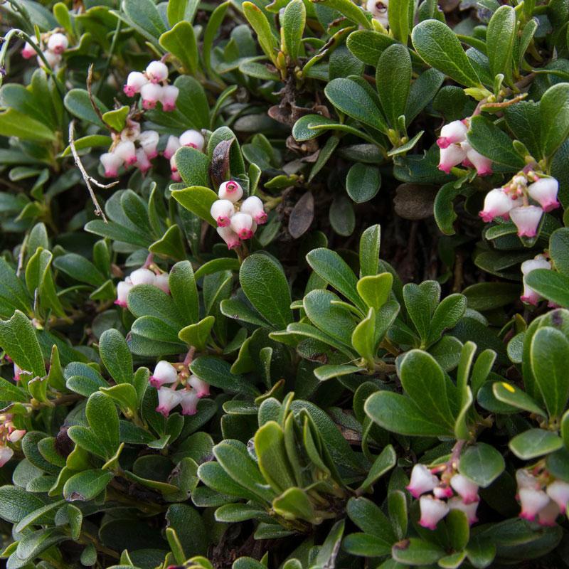 Kinnikinnick Emerald Carpet Shrub