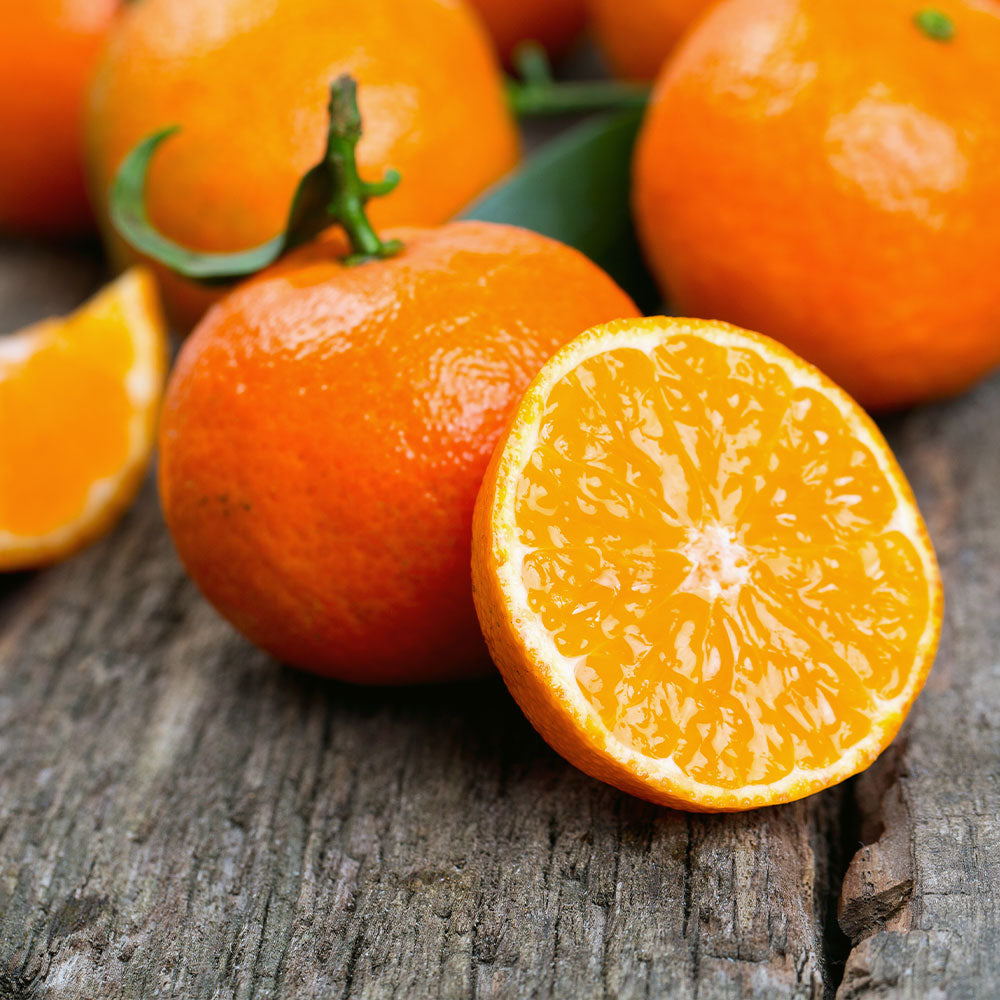 Kishu Mandarin Tree (Seedless)