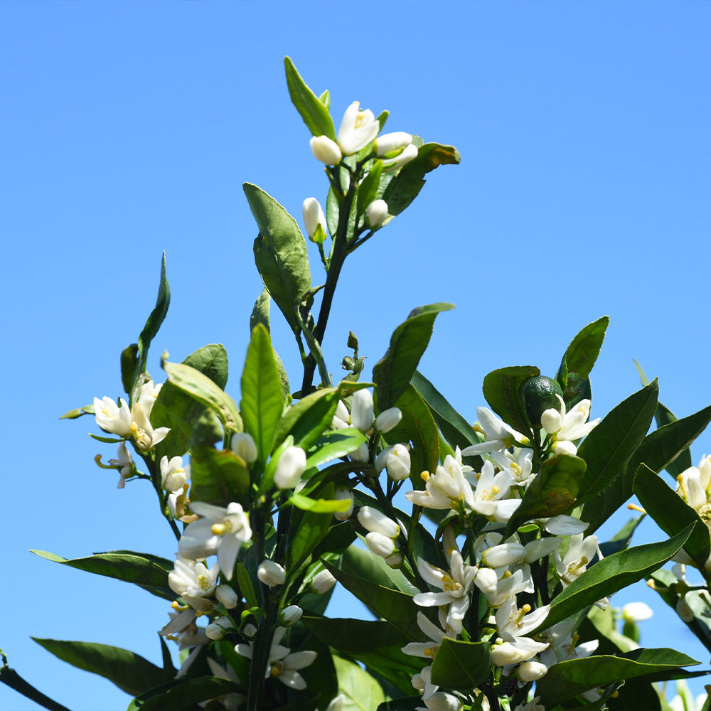 Kishu Mandarin Tree (Seedless)