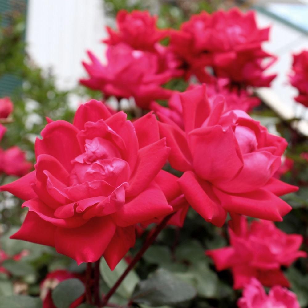 Knock Out® Rose Tree