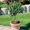 Koroneiki Greek Olive Tree