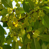 Lacebark Chinese Elm Tree