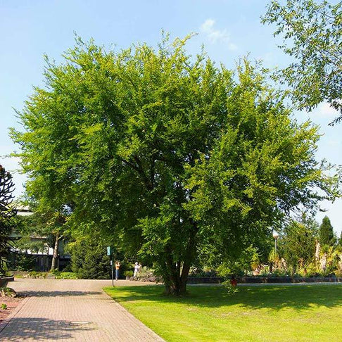 Lacebark Chinese Elm Tree