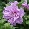 Lavender Rose of Sharon Althea Tree