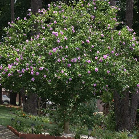 Lavender Rose of Sharon Althea Tree