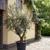 Lecciana Olive Tree