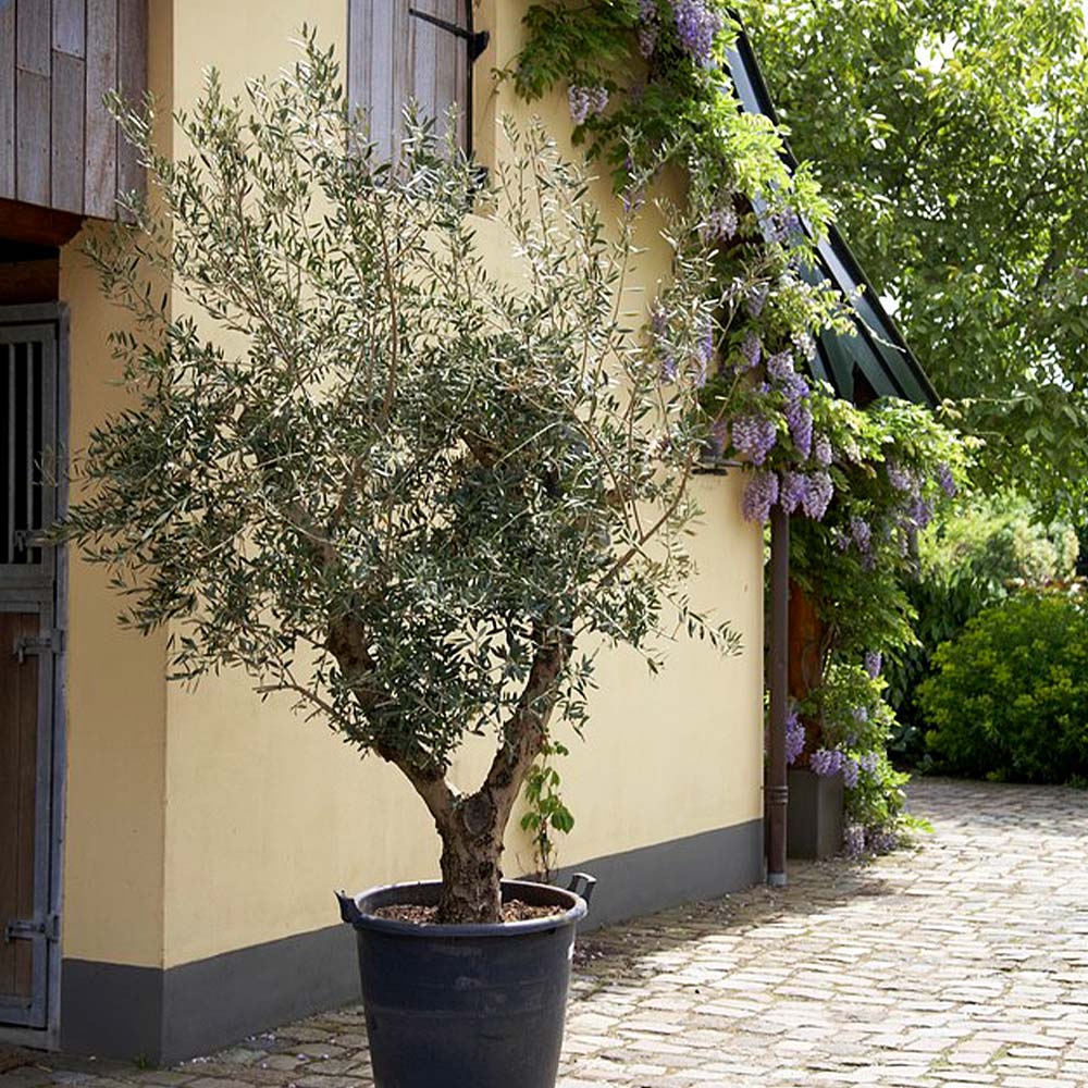 Lecciana Olive Tree California