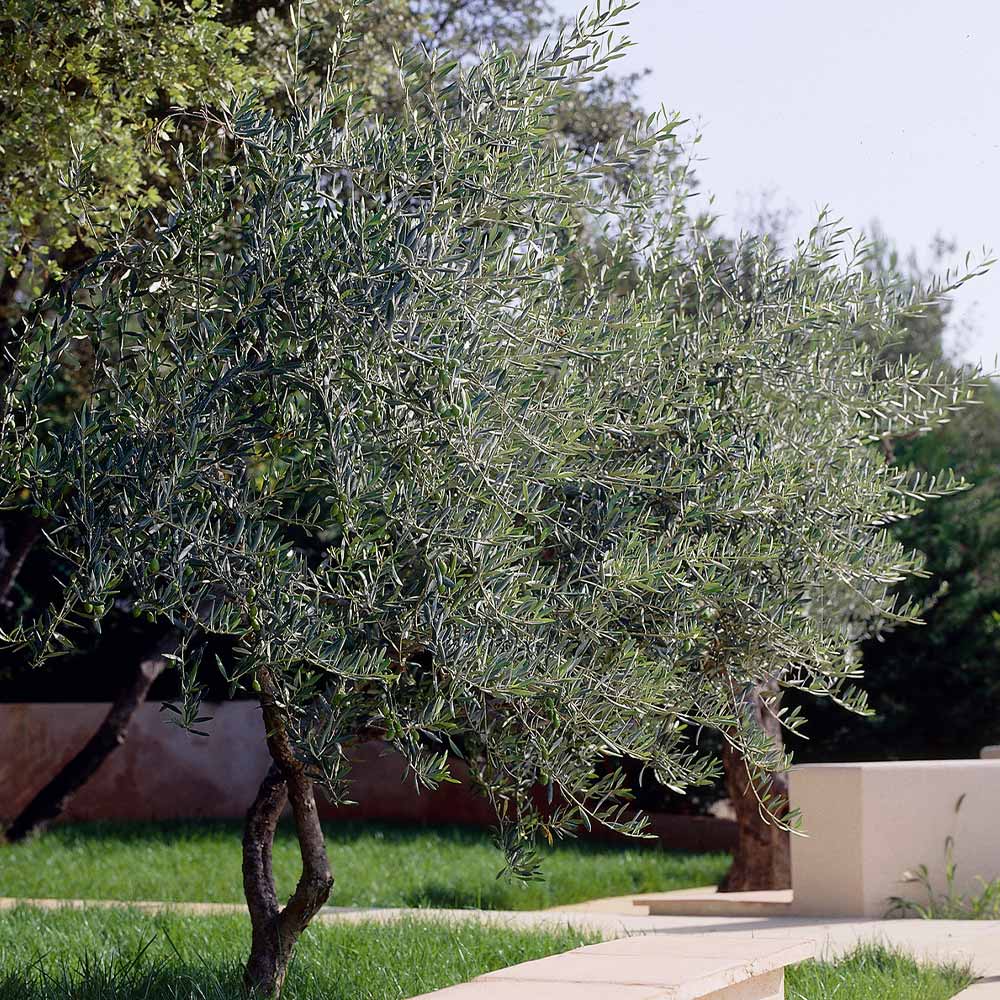 Lecciana Olive Tree