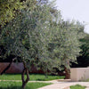 Lecciana Olive Tree California