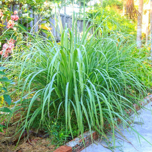Lemon Grass Plant