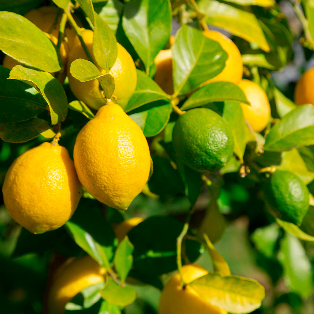 Lemon-Lime Citrus Bush Florida