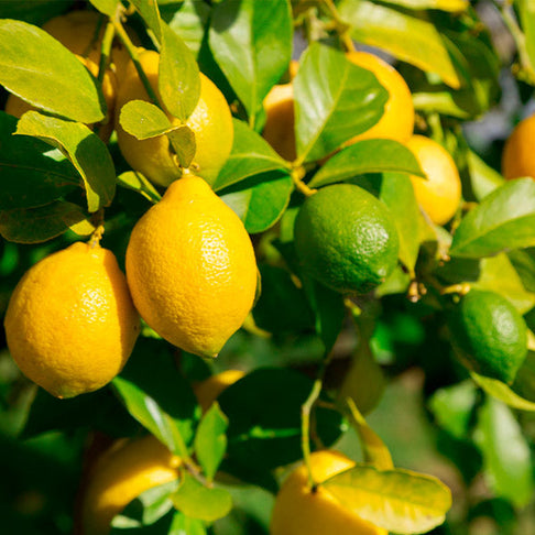 Lemon-Lime Citrus Bush Florida