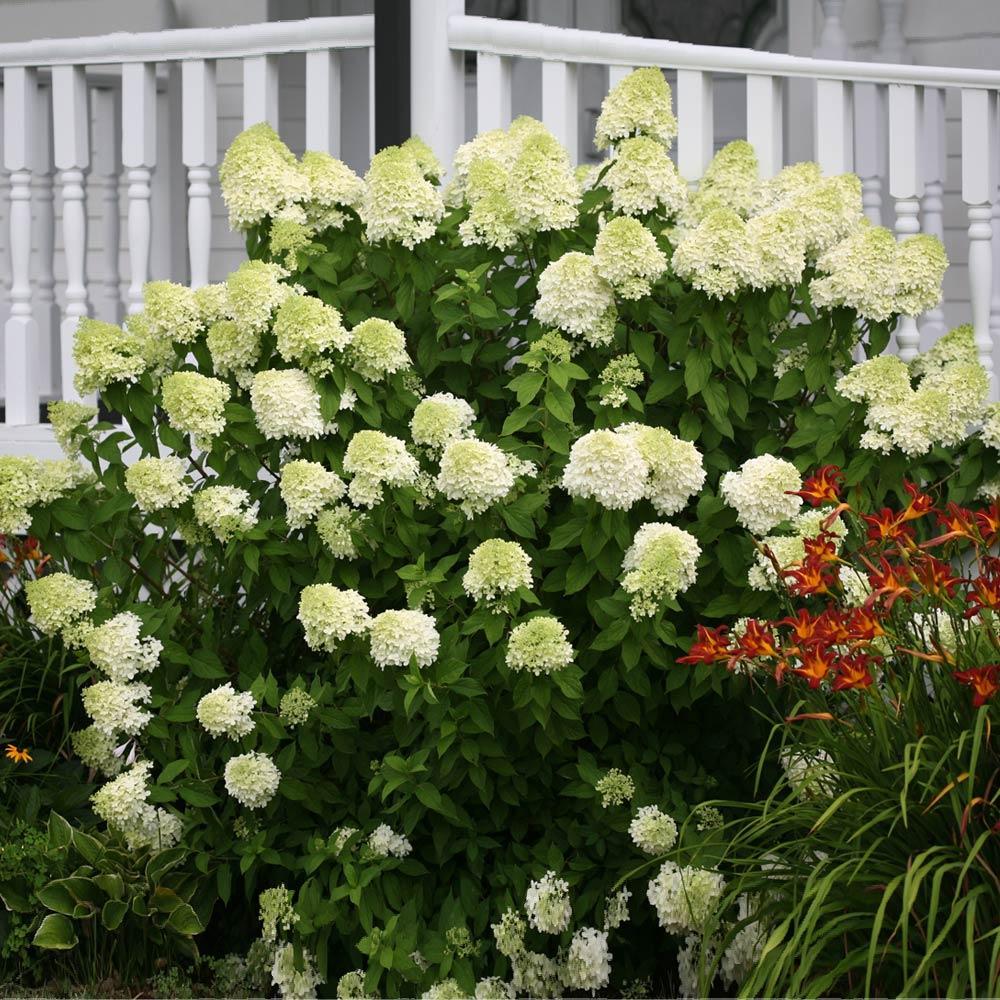 Proven Winners® Limelight Hydrangea Shrub