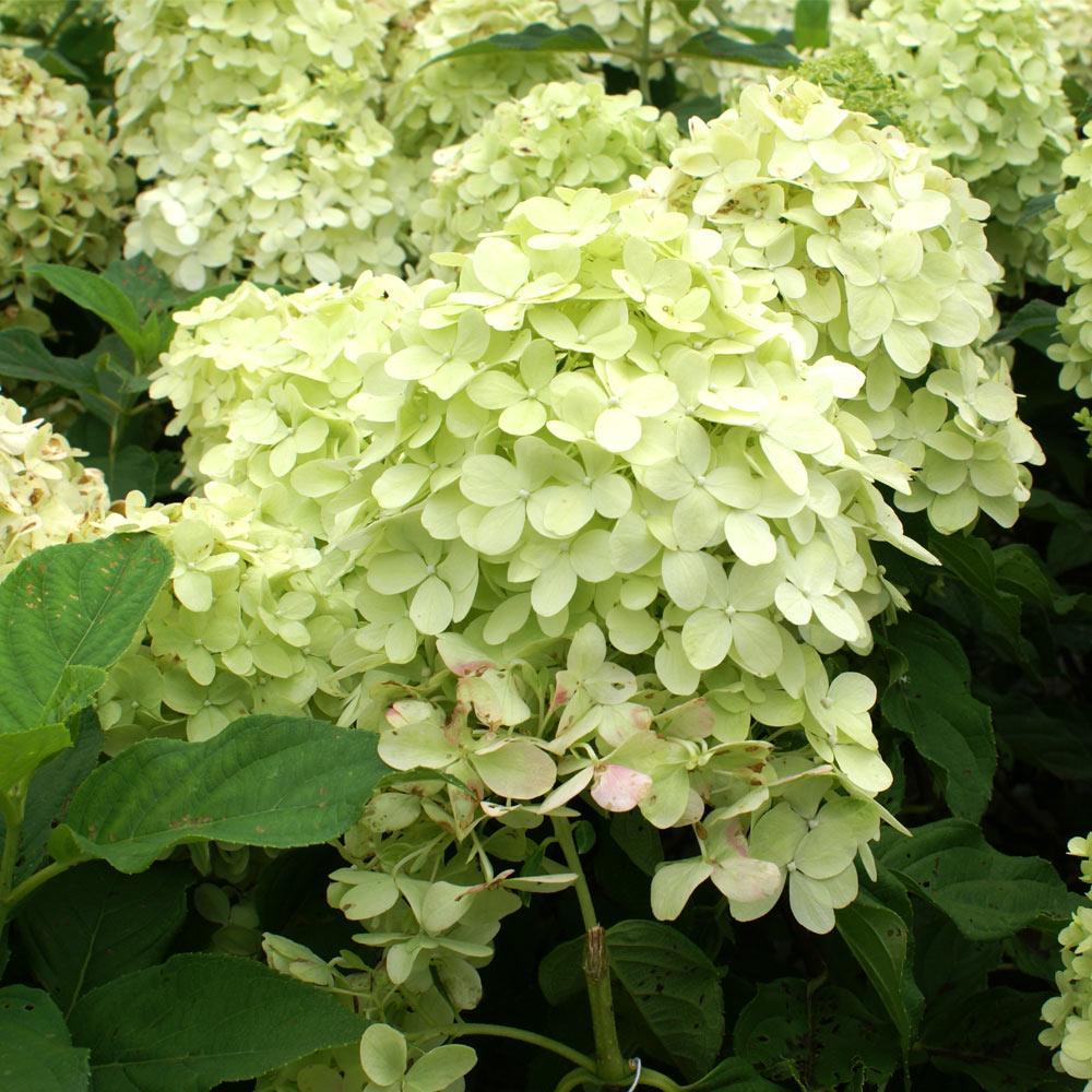 Proven Winners® Limelight Hydrangea Shrub