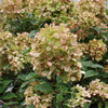 Limelight Hydrangea Shrub