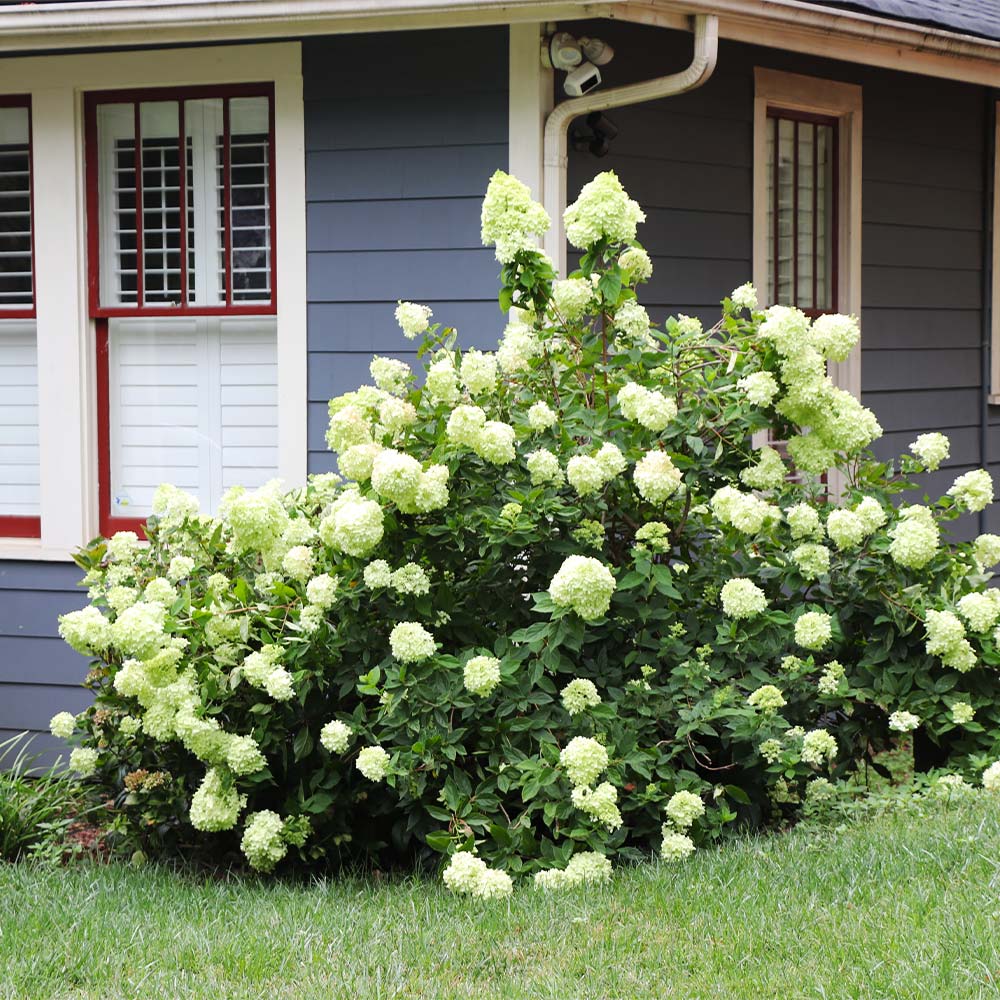 Limelight Hydrangea Shrub