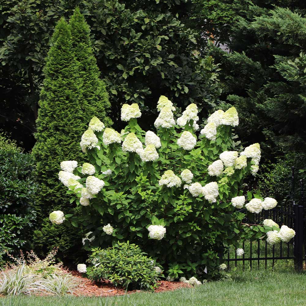 Limelight Hydrangea Shrub