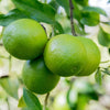 Limequat Tree